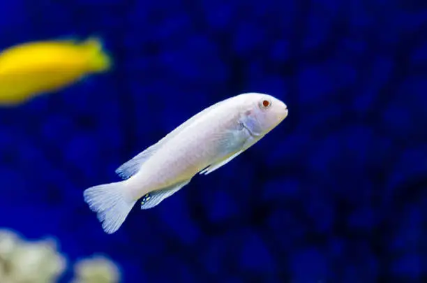 Photo of Pseudotropheus Socolofi cichlid fish in aquarium or Pseudotrofeus Pindani in a beautiful transparent aquarium with a blue background. Cichlid in the aquarium