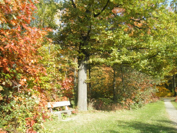istock In the auftumn forest 1134506425