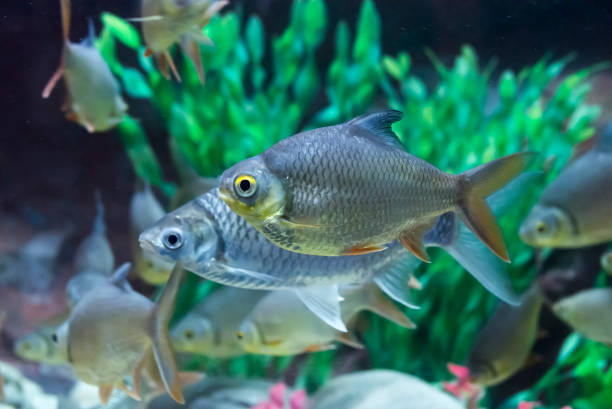Red tailed tinfoil barb in aquarium Red tailed tinfoil barb in aquarium, Wildlife animal. Barbonymus altus. tin foil barb stock pictures, royalty-free photos & images