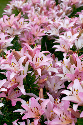 Azucenas Rosas Creciendo Foto de stock y más banco de imágenes de Agricultura - Agricultura, Aire libre, Belleza de la naturaleza - iStock Azucenas Rosas Creciendo Foto de stock y más banco de imágenes de Agricultura - Agricultura, Aire libre, Belleza de la naturaleza - iStock