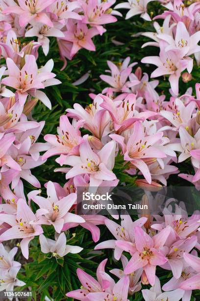 Azucenas Rosas Creciendo Foto de stock y más banco de imágenes de Agricultura - Agricultura, Aire libre, Belleza de la naturaleza - iStock Azucenas Rosas Creciendo Foto de stock y más banco de imágenes de Agricultura - Agricultura, Aire libre, Belleza de la naturaleza - iStock