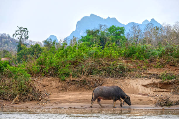 istock water buffle on Mekong, Laos 1134508853