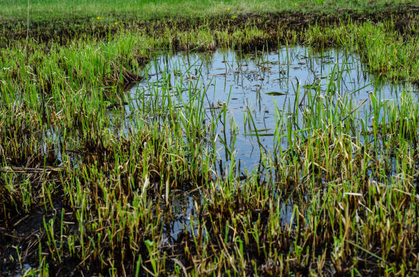 istock Young reed in Dnieper marshes 1134510285