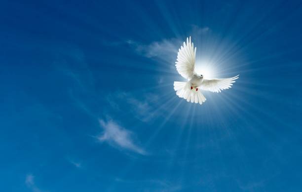 Peace dove sky sun Peace for the World embassy photos stock pictures, royalty-free photos & images