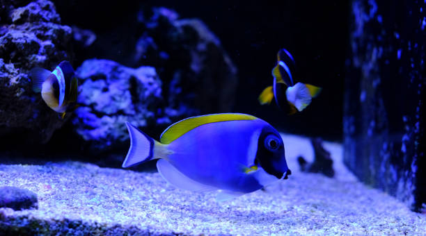 istock amazing coral reef aquarium with awesome tropical fish 1134513379