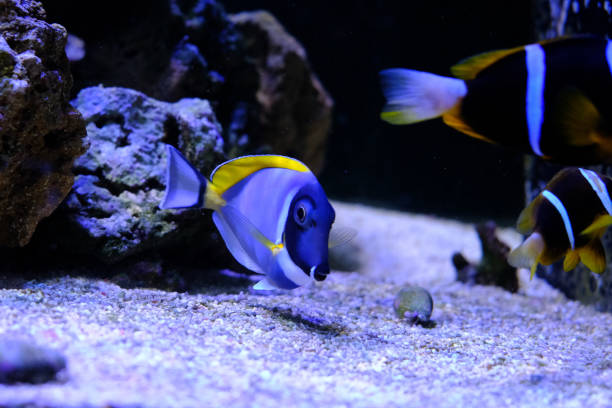 istock amazing coral reef aquarium with awesome tropical fish 1134513414