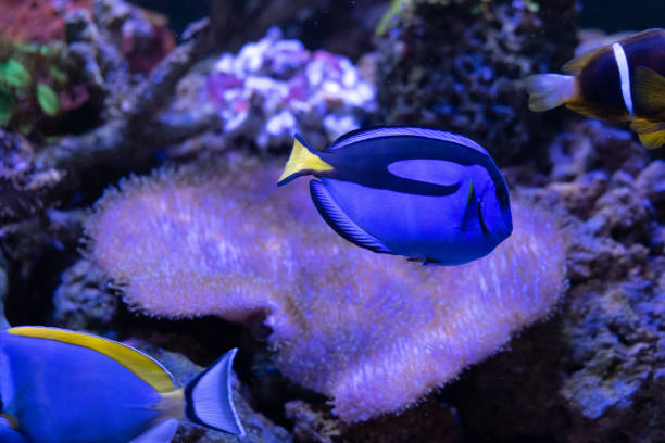 istock amazing coral reef aquarium with awesome tropical fish 1134513527