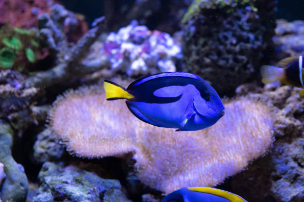 istock amazing coral reef aquarium with awesome tropical fish 1134513725