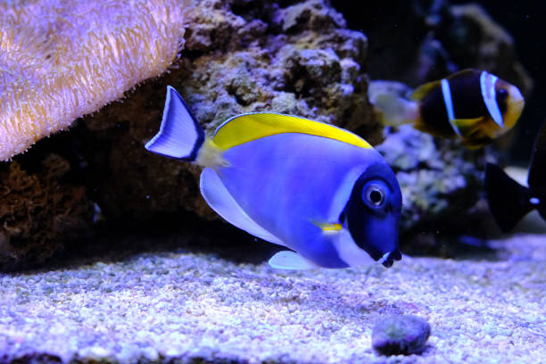 istock amazing coral reef aquarium with awesome tropical fish 1134513761
