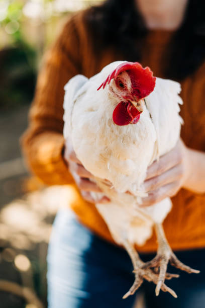 istock woman holding a white hen 1134514384