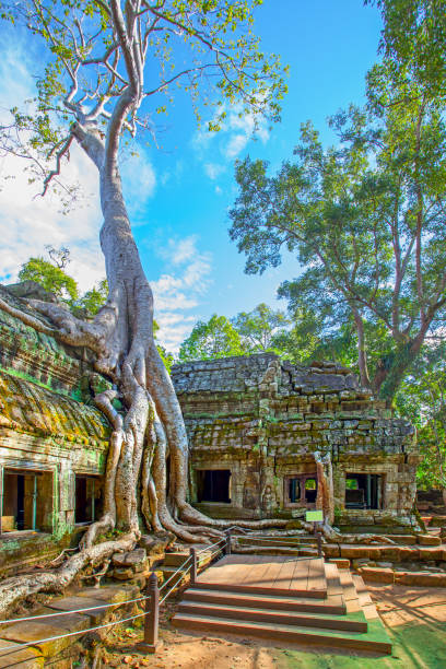 ruinen des ta prohm tempels - cambodia traditional culture ancient angkor stock-fotos und bilder