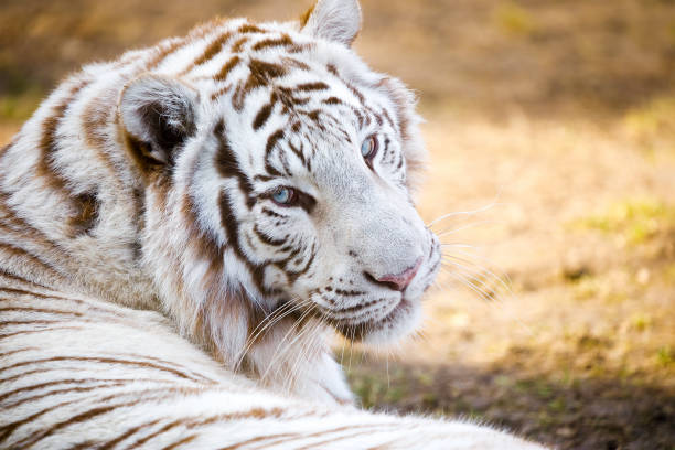 istock White Bengal Tiger in ZOO 1134518801