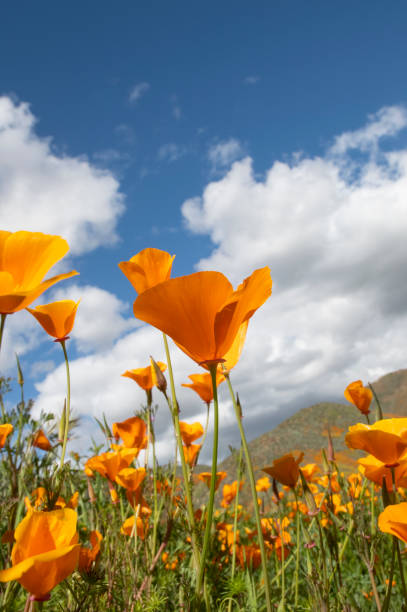 Vertical orange poppies California Spring super bloom. stock photo