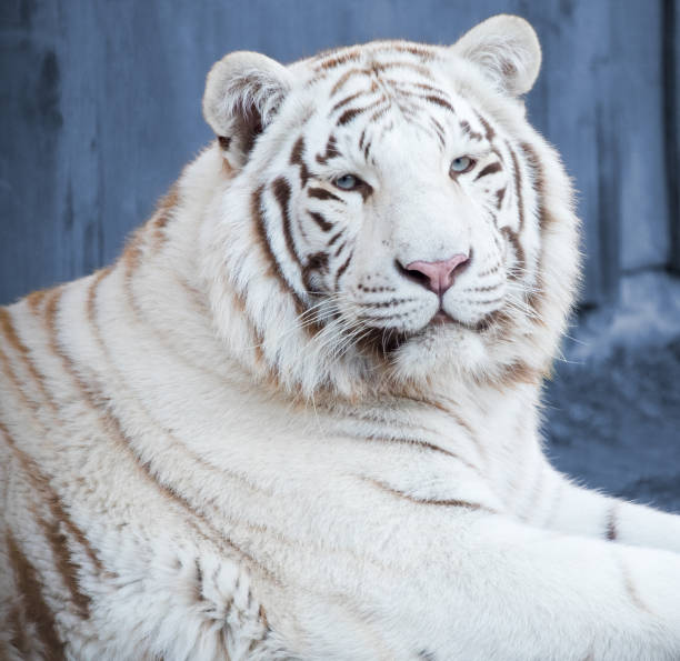 istock White Bengal Tiger in ZOO 1134519108