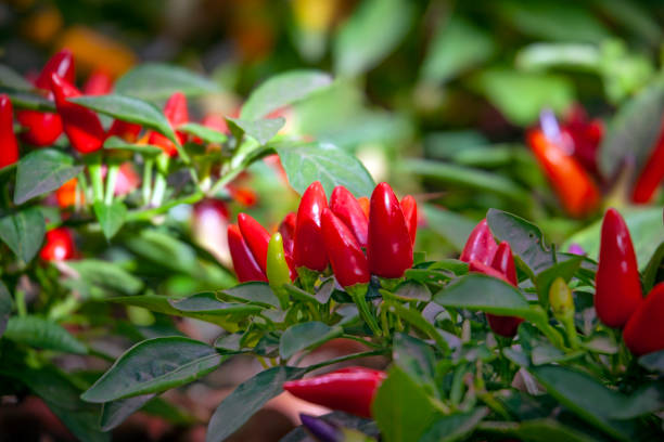istock Red chili pepper plant on green background 1134520437