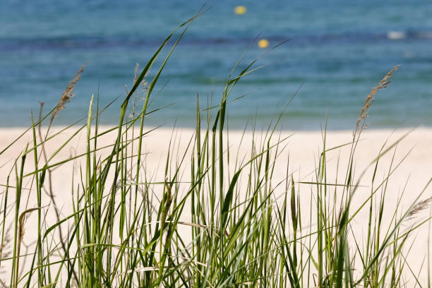 istock Wild grasses by the sea on sandy dunes 1134522075