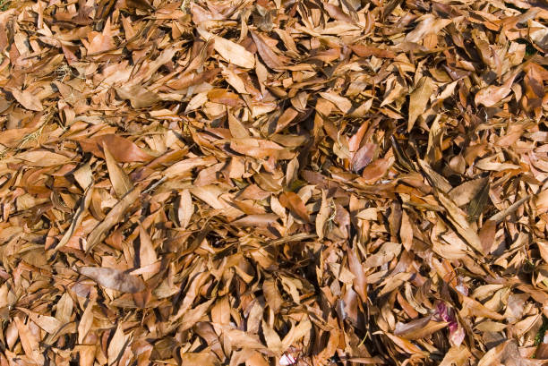 background of fall autumn leaves in forest