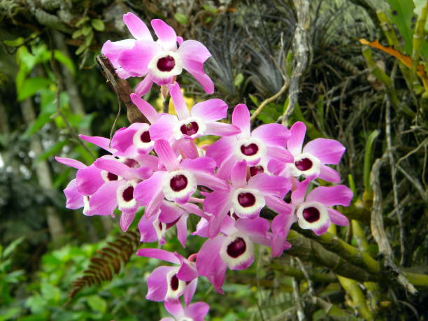 Beautiful Dendrobium orchid Beautiful dendrobium nobile orchid. Photo taken in the garden of my house in Joinville, Santa Catarina, Brazil on 12/09/2010. Dendrobium stock pictures, royalty-free photos & images