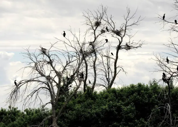 Great blue herons and double-crested cormorants share the nesting sites in this tree. Being high helps prevent predation. The tree is silhouetted against an evening sky. Both species build stick nests. The herons are the larger birds.
