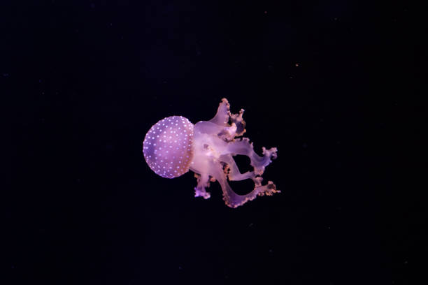 istock Beautiful jellyfish underwater. 1134528467