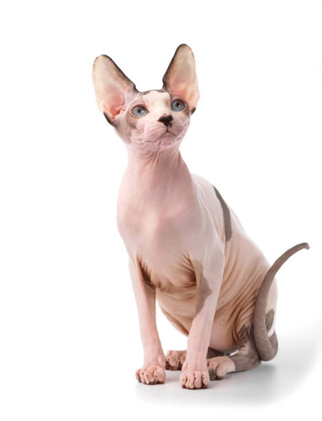 Canadian Sphynx cat sitting on white background Canadian Sphynx cat with blue eyes sitting on white background sphynx hairless cat photos stock pictures, royalty-free photos & images