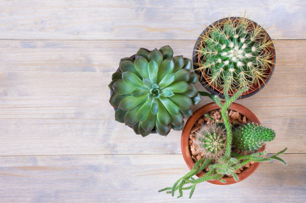 istock Different types of cacti in flower pots 1134531670