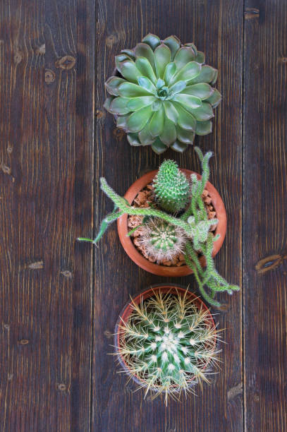 istock Different types of cacti in flower pots 1134531701