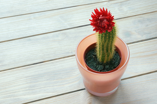Hobby concept. Cactus Echinocereus in flower pot on the table. White rustic background, free space for text