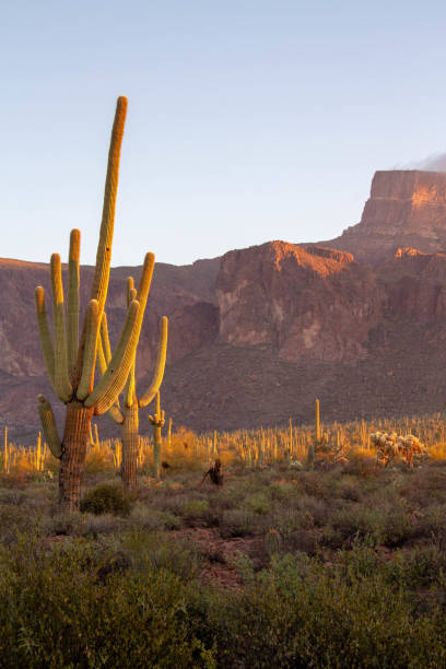 istock A Saguaro Cactus in Desert Landscape 1134533172
