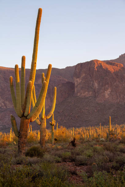istock A Saguaro Cactus in Desert Landscape 1134533177