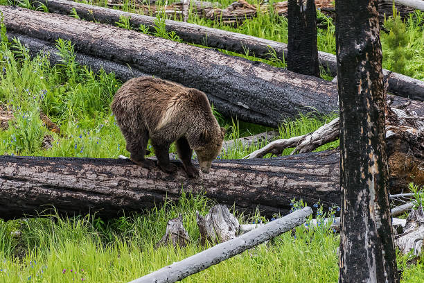 istock Grizzly bear and her cub Yellowstone USA 1134534123