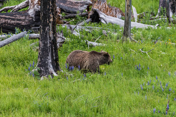 istock Grizzly bear and her cub Yellowstone USA 1134534457