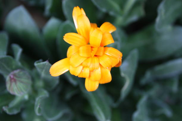 istock orange flower just woke up, ready for spring 1134535724