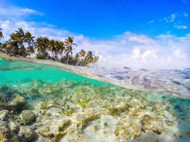 istock Split underwater view of La Caravelle shore in Guadeloupe 1134536026