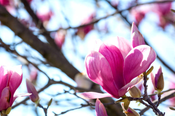 istock Branch of Magnolia Flowers on Blurred Background 1134537506
