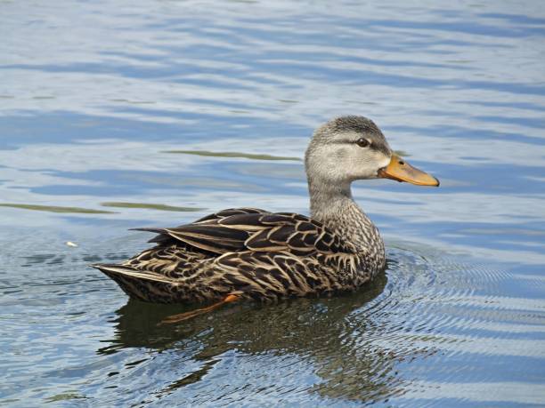 gevlekte eend (anas fulvigula) zwemmen in de florida wetlands - gevlekte eend stockfoto's en -beelden