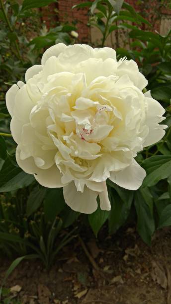 istock White peony 