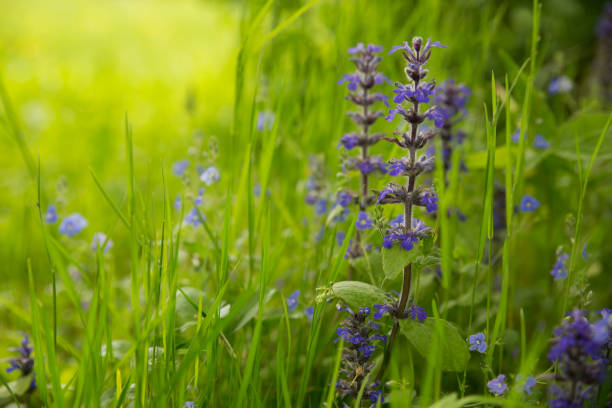 istock Ajuga reptans summer in a field on a sunny day. Selective soft focus. 1134541316