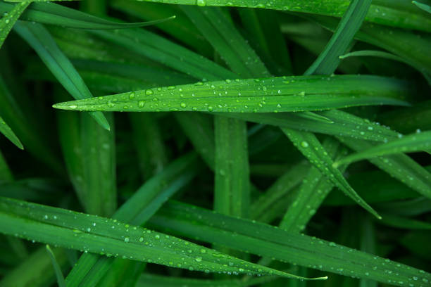 Leaves of sedge (Carex) with raindrops close-up. Backgrounds, textures, selective focus.