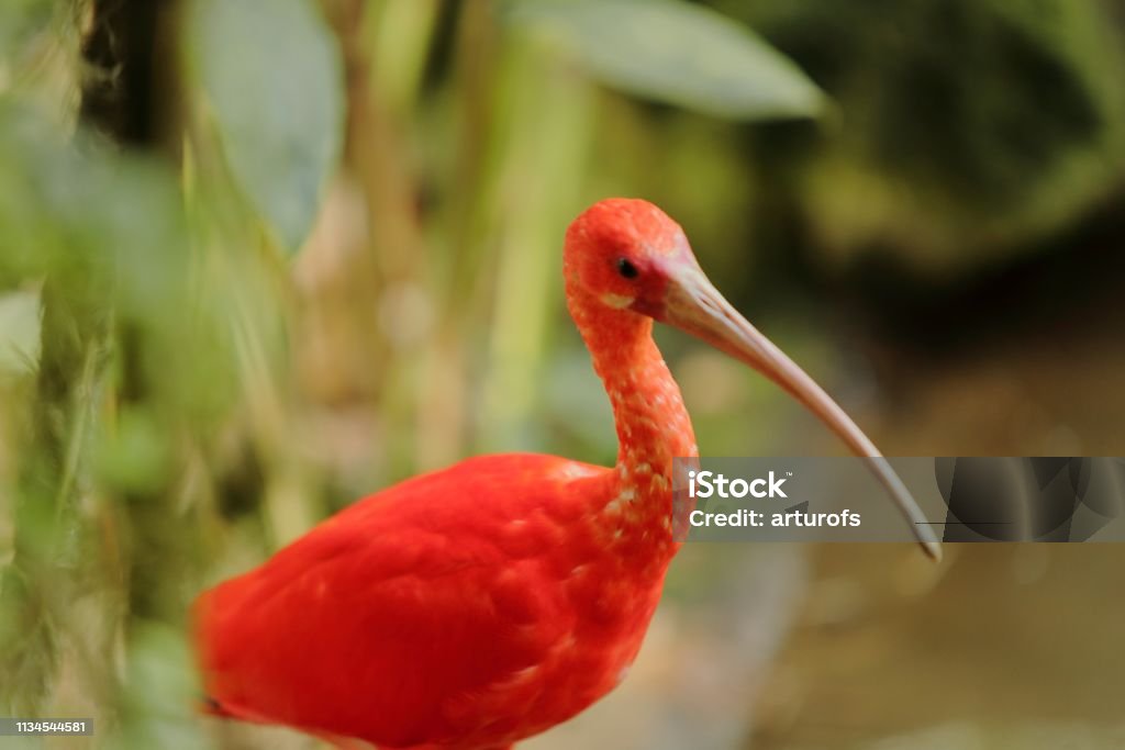 Ibis - Foto de stock de Animal royalty-free