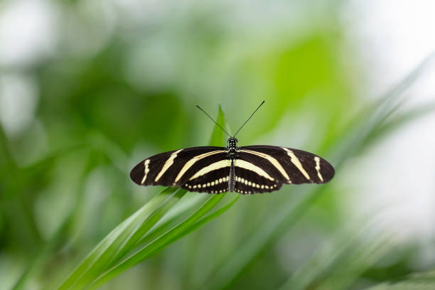 Heliconius charithonia is a Lepidoptera belonging to the family Nymphalidae, the subfamily Heliconiinae and the genus Heliconius