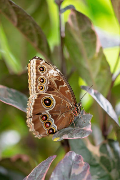 istock Morpho peleides in the garden 1134544880