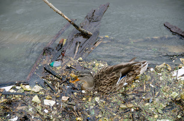 female mallard duck in river water with debris