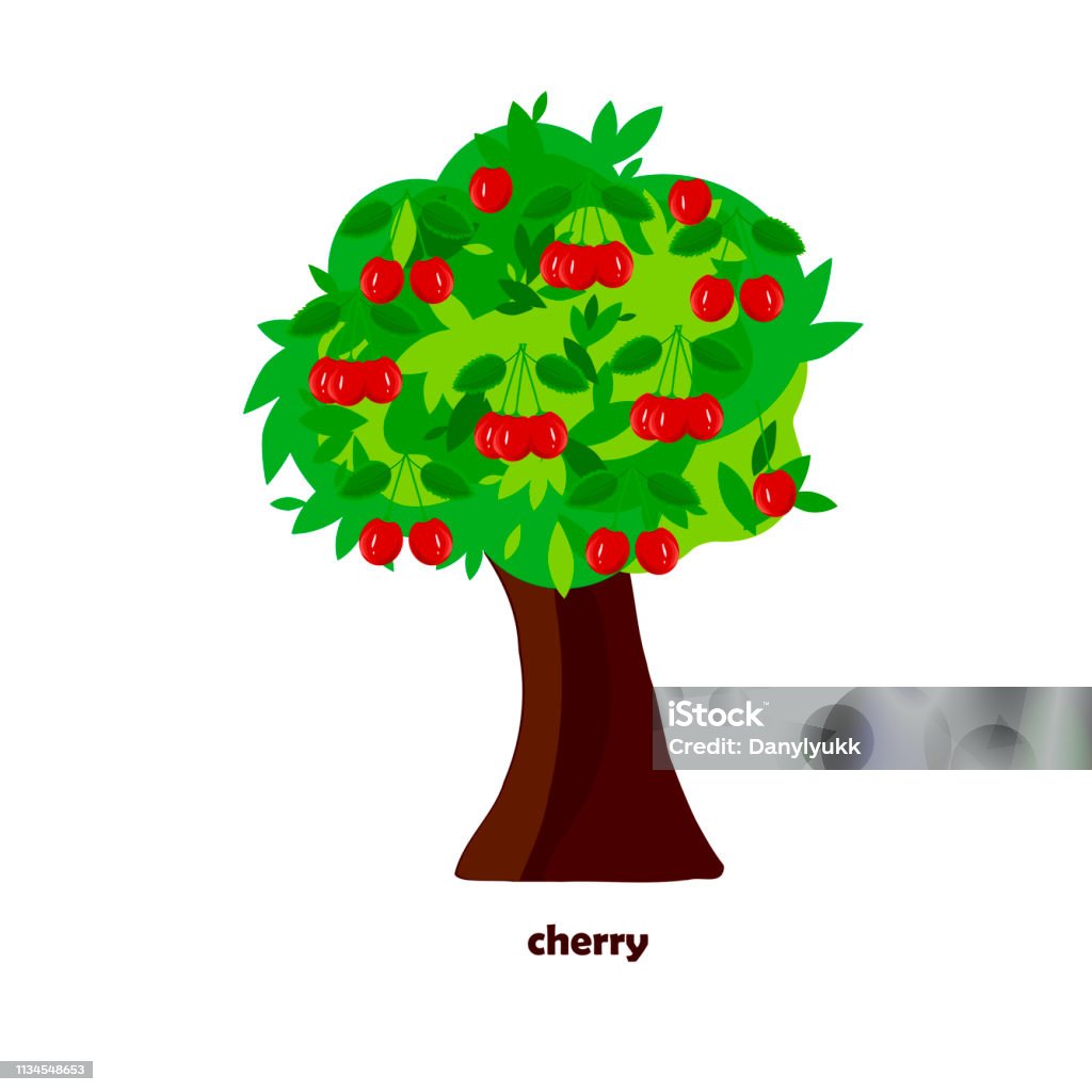 Cherry Tree Design Vector Cherry Tree Design Element Flat Style Object Isolated Stock ...