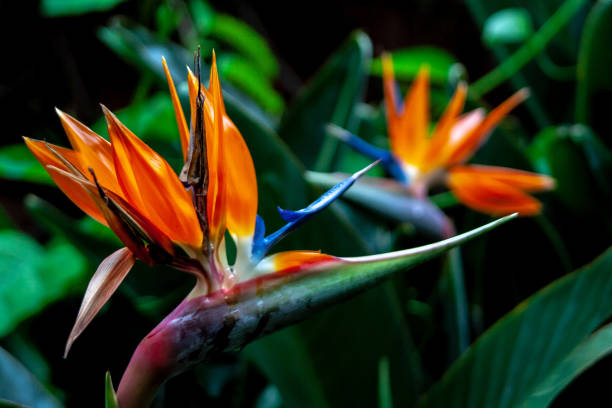 istock close up from a bird of paradise blossoms 1134549830