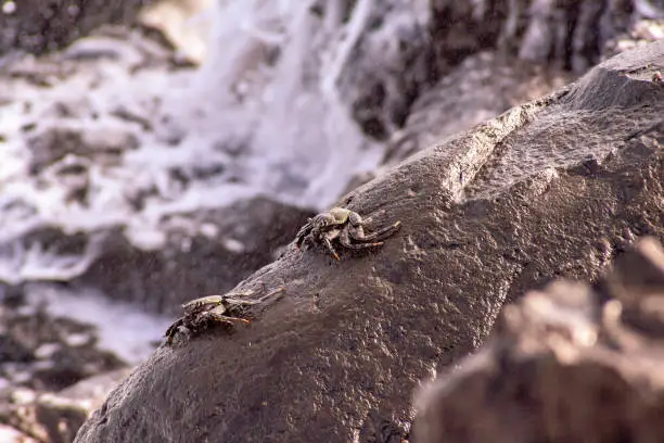 Photo of close up view of sea crabs on the rock
