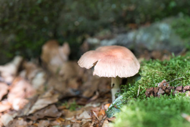 istock Mushroom in the woods 1134551218