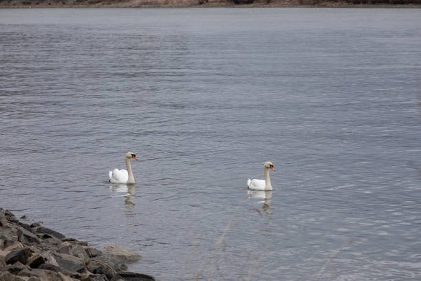 istock White swans on a blue lake. 1134551250