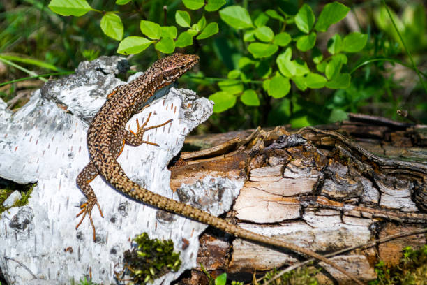 istock Brown Viviparous lizard (Zootoca vivipara) climbed on a white tree bark, camouflaged near the tree's brown root and green leaves. Close up/macro of this European common lizard. 1134556770