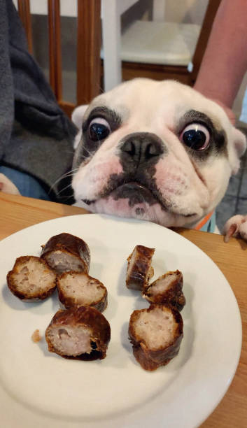 filhote de cachorro engraçado do buldogue francês que olha salsichas deliciosas - suplica - fotografias e filmes do acervo